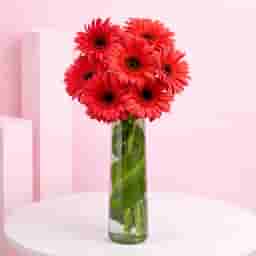 Pretty Pink Gerberas