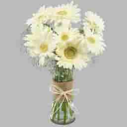 Serene White Gerberas
