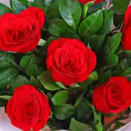 6 Rose bouquet delivery in Bhubaneswar