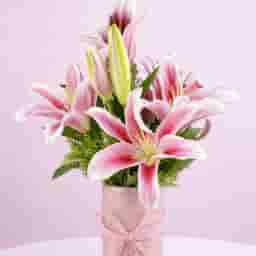 Pleasing Lily in a Vase