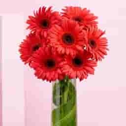 Pretty Pink Gerberas