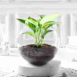 Indoor Money Plant in Bowl