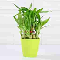 Green Pot Bamboo Plant Gift