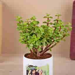 Photo Printed Planter with Jade Plant