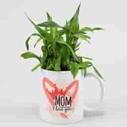Bamboo Plant in Coffee Mug