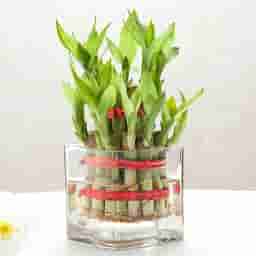 Bamboo Plant in Glass Vase