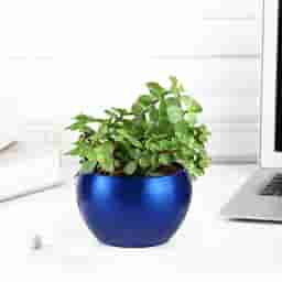 Lucky Jade Plant in Blue Pot