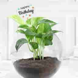 Happy Birthday Indoor Plant Gift