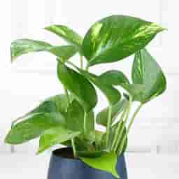 Fresh Money Plant for Home Decor