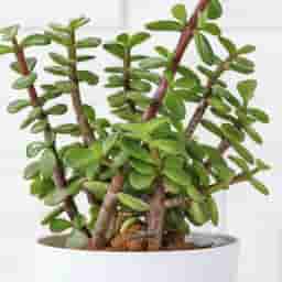 Jade Plant Home Decor Gift