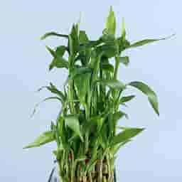 Bamboo Plant in Glass Vase