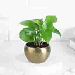 Money Plant Decor for Table