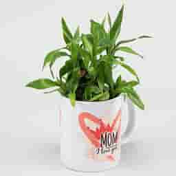 Bamboo Plant in Coffee Mug