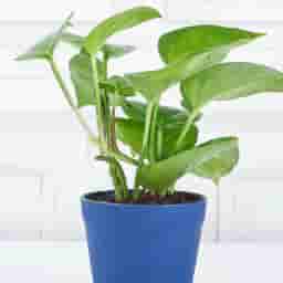 Easy Care Money Plant Indoor Gift