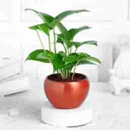 Money Plant with Red Pot