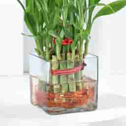 Indoor Lucky Bamboo Plant Gift