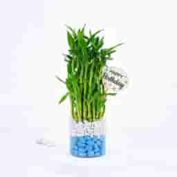 Lucky Bamboo with Stones Gift
