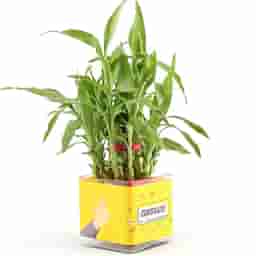 Bamboo Plant in Designer Mug