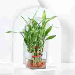 Indoor Lucky Bamboo Plant Gift
