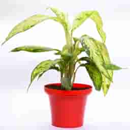 Rosy Aglaonema Plant