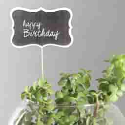 Jade Plant Birthday Gift