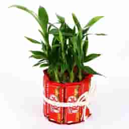 2 Layer Lucky Bamboo with Kitkat
