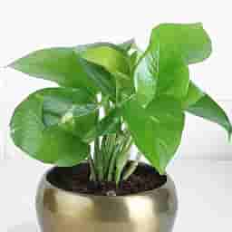 Money Plant Decor for Table
