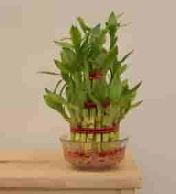 3 Layer Lucky Bamboo Plant