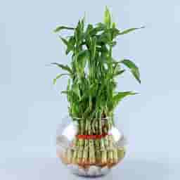 Bamboo Plant in Glass Vase