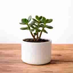Jade Plant