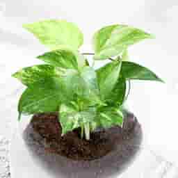 Indoor Money Plant in Bowl