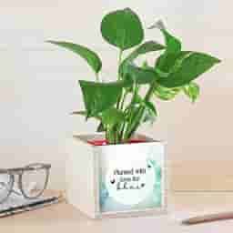 Custom Message Money Plant