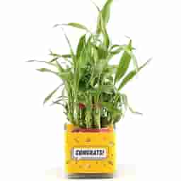 Bamboo Plant in Designer Mug