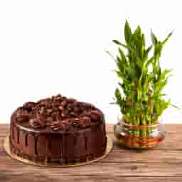 Chocolate Cake N 3 Layer Lucky Bamboo