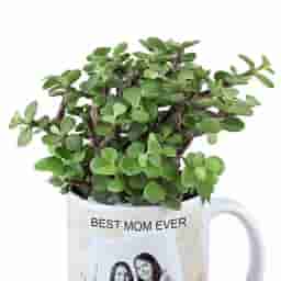 Photo Mug with Jade Plant