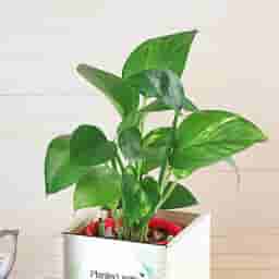 Custom Message Money Plant