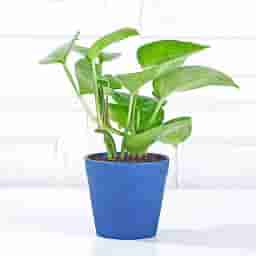 Easy Care Money Plant Indoor Gift