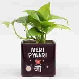 Cute Plant Gift for Maa