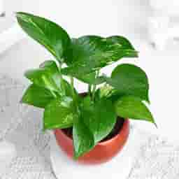 Money Plant with Red Pot