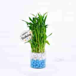 Lucky Bamboo with Stones Gift