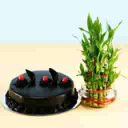 Truffle Cake N 3 Layer Lucky Bamboo