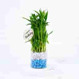 Lucky Bamboo with Stones Gift