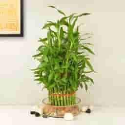4 Layer Lucky Bamboo Tree