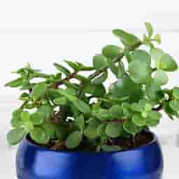 Lucky Jade Plant in Blue Pot
