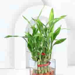 Indoor Lucky Bamboo Plant Gift