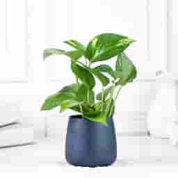 Fresh Money Plant for Home Decor