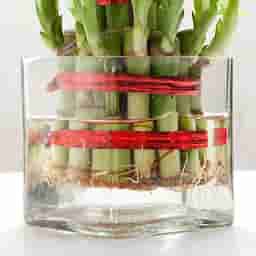 Bamboo Plant in Glass Vase