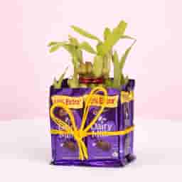 Chocolate Bamboo Tree