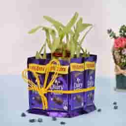 Chocolate Bamboo Tree