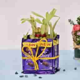 Chocolate Bamboo Tree